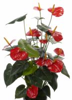 Nep anthurium plant rood 80 cm