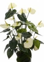 Nep anthurium plant wit 80 cm